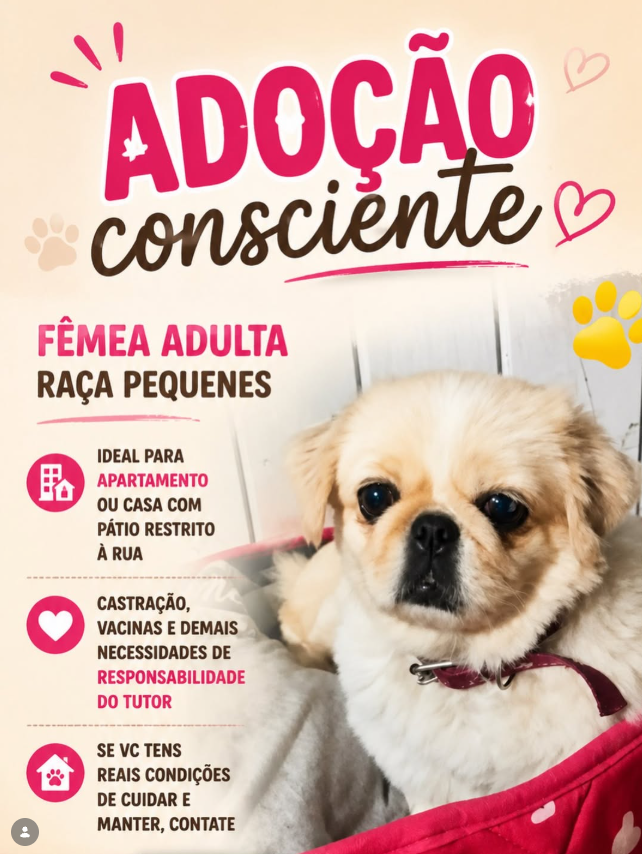 Foto de Fêmea Pequinês